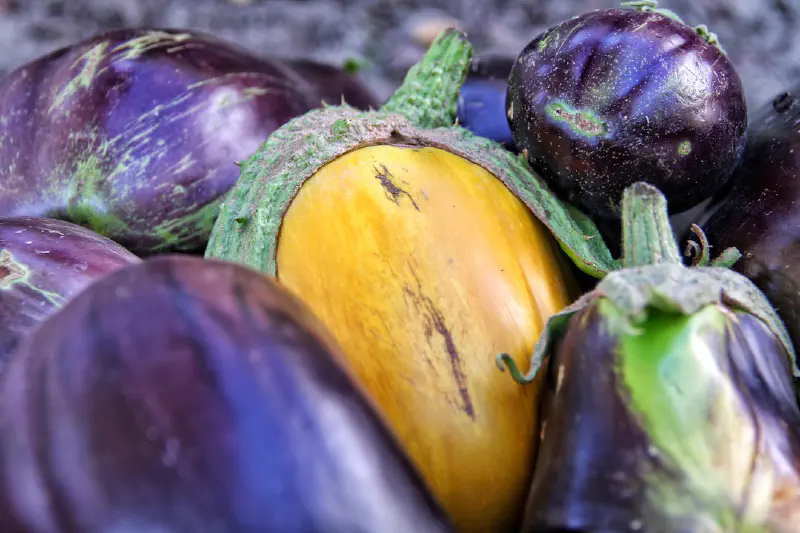 Mận giàu chất xơ và chất chống oxy hóa