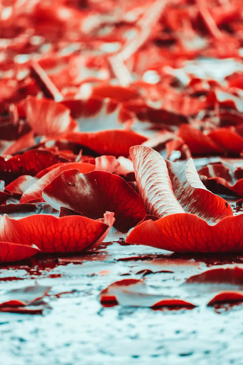 Trang trí ban công theo mùa với hoa giả và cành khô