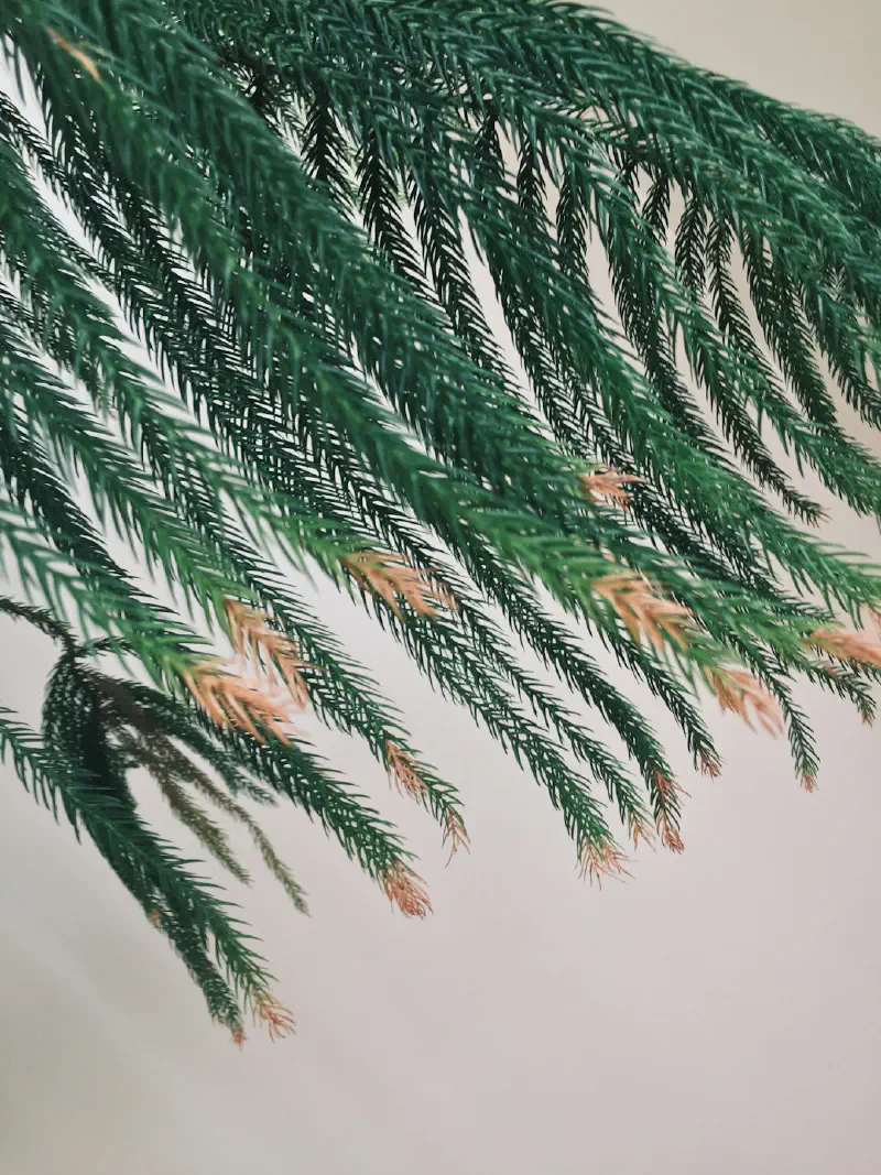 Cách làm phồng cành thông giả