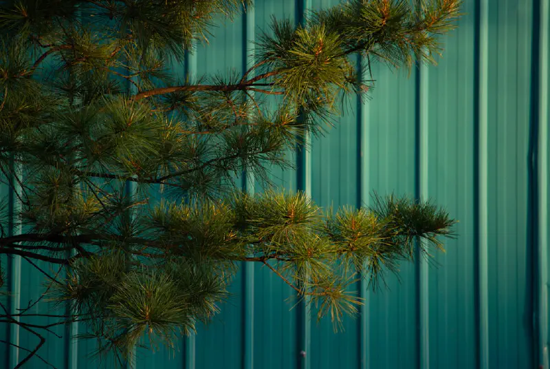 Bí kíp biến hóa nhà thành thiên đường Giáng Sinh (và cả năm!) với thông Nô-phúc giả thần thánh