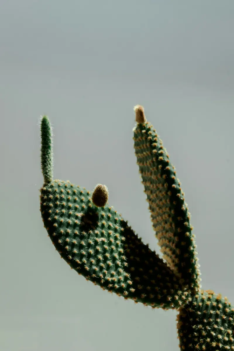 Bón phân cho cây cảnh trong chậu