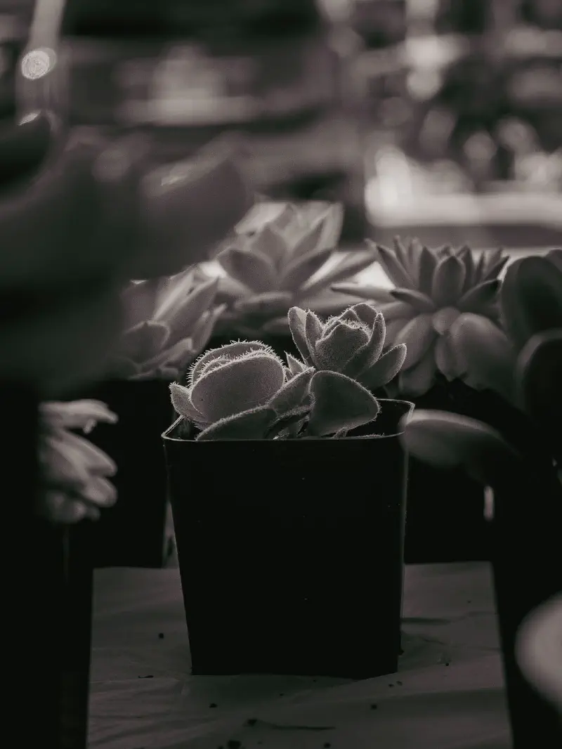 Người kiểm tra độ ẩm đất của cây cảnh