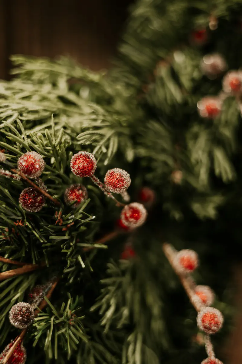 Cây Thông Norfolk Giáng Sinh