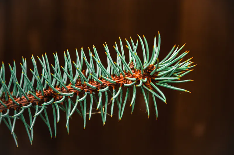 Tùng Norfolk biến hóa theo các mùa