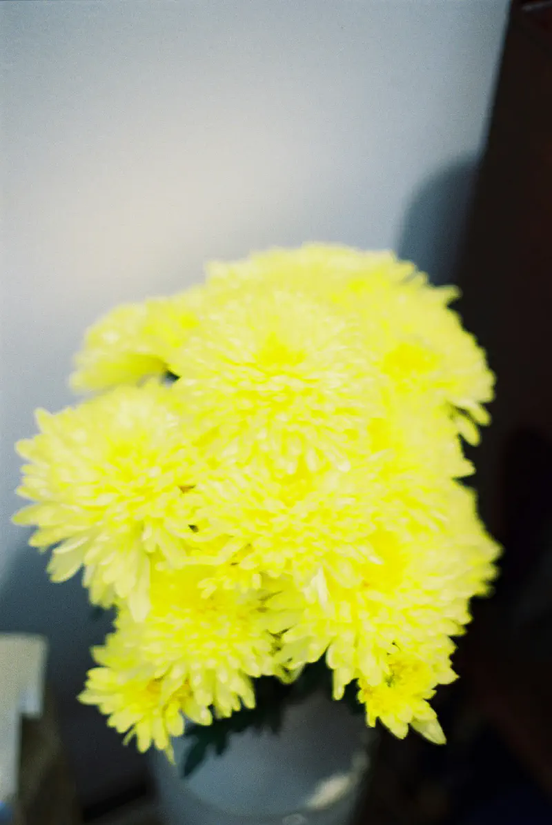 Sử dụng máy sấy tóc để làm phồng hoa giả