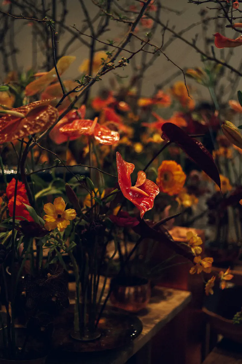 Hoa cúc tím rực rỡ nở muộn