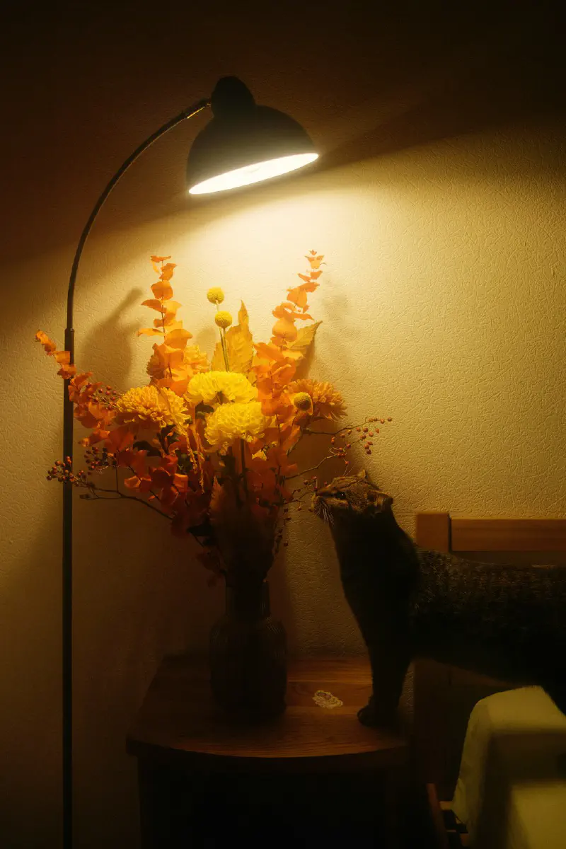 Cành lá nandina với sắc thu