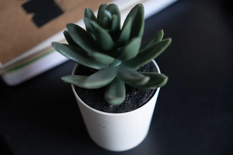 Khu vườn trong nhà với cây giả