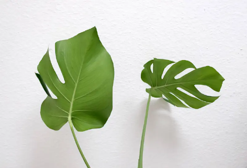 Lá Cimicifuga giả trang trí bàn ăn