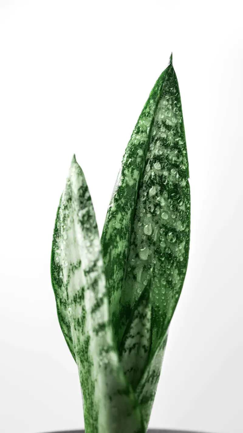 Trang trí lò sưởi với lá Cimicifuga giả