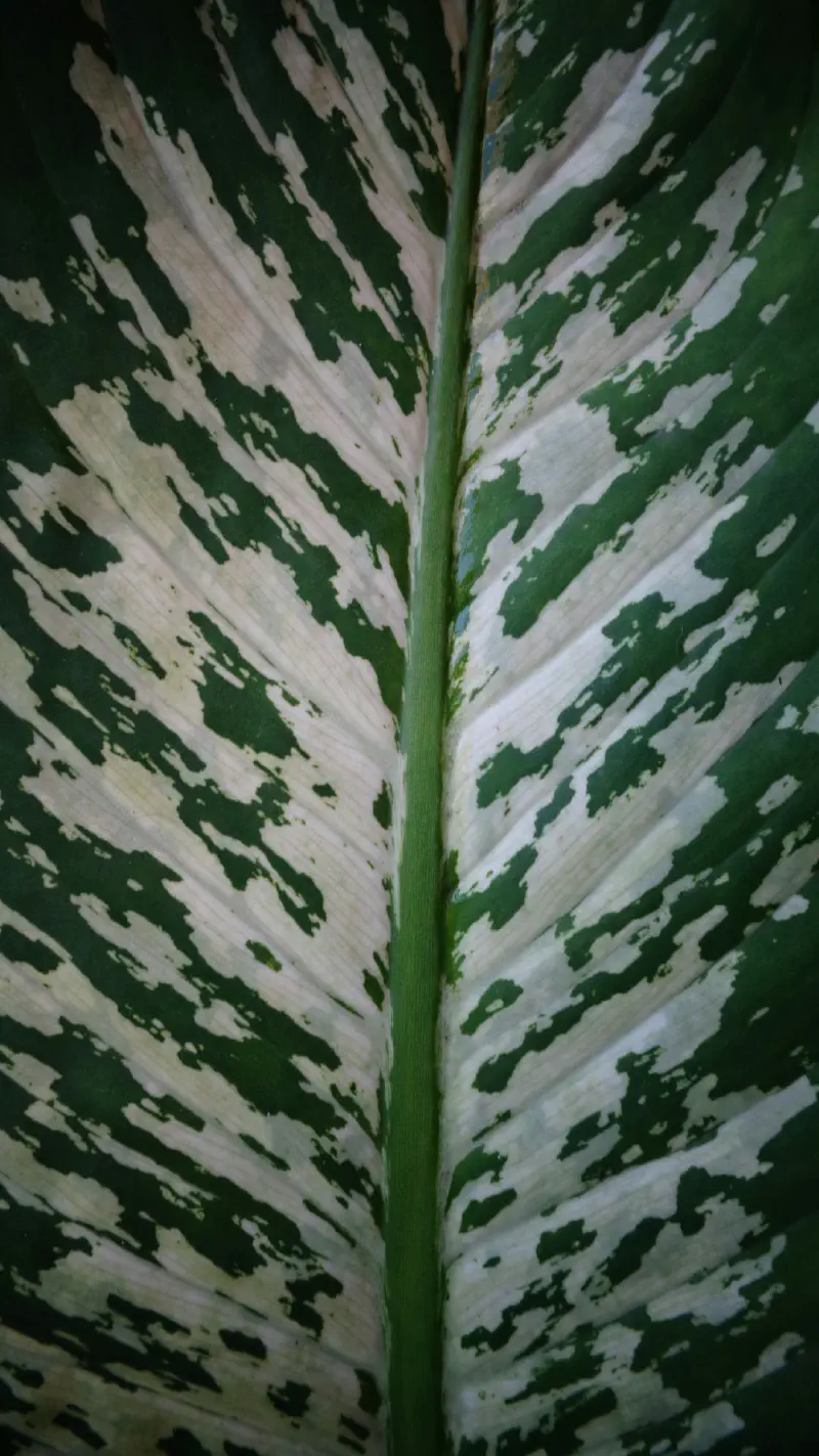 Cắm lá Cimicifuga giả đơn giản trong bình