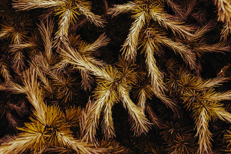 Trang trí trung tâm bàn mộc mạc với cẩm tú cầu khô